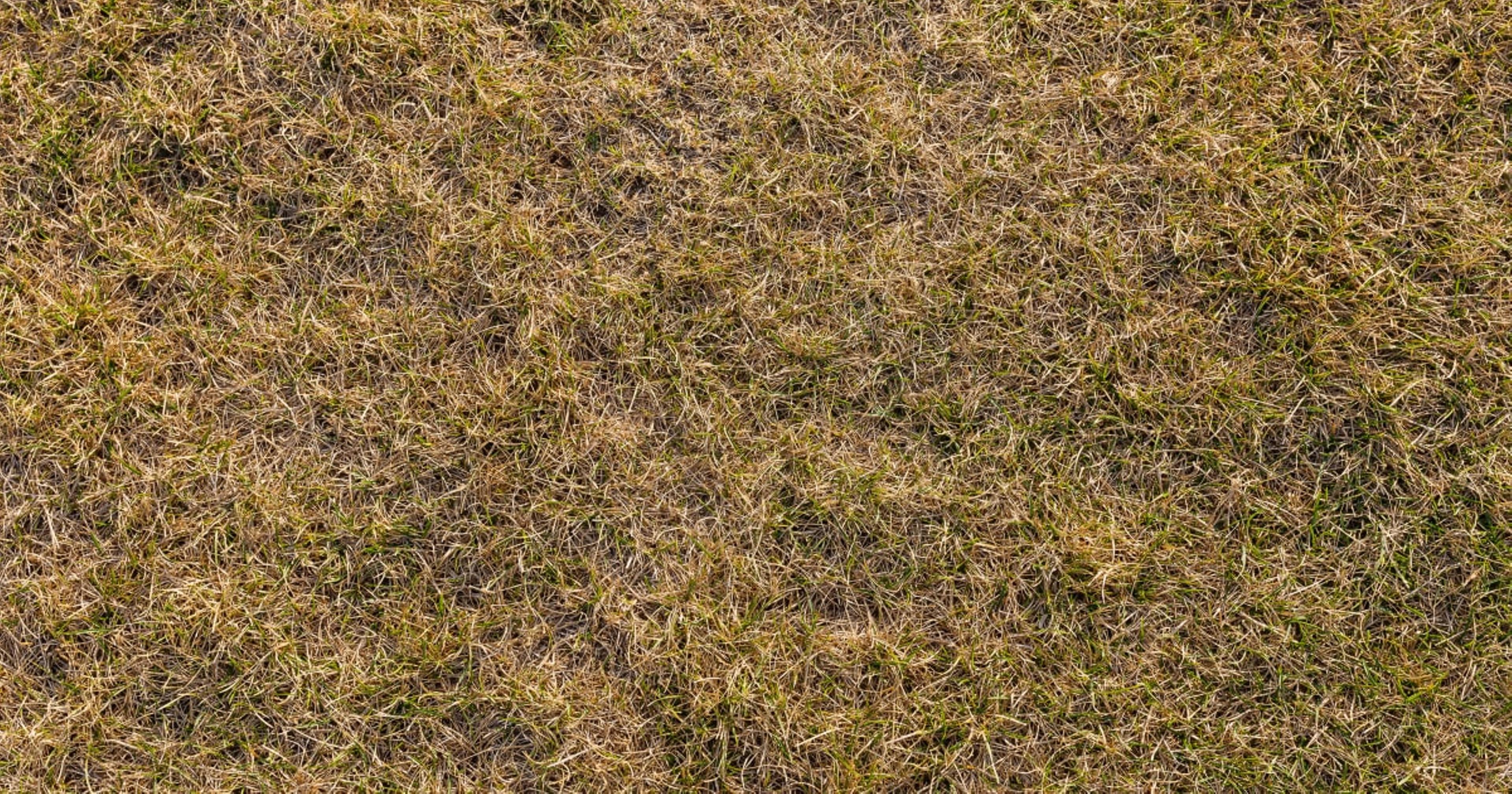 dead grass in a yard